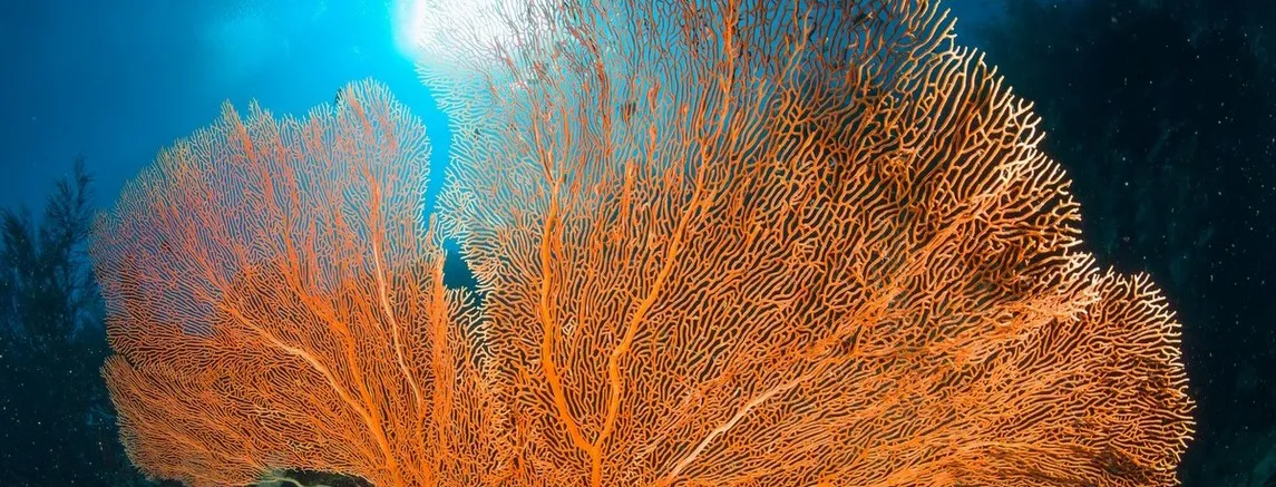 Diving & Snorkeling — photo 4