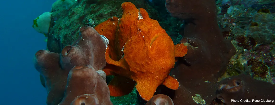Diving & Snorkeling — photo 2